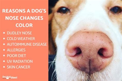 My Dog's Nose is Changing Color - Causes and Treatment (2023)