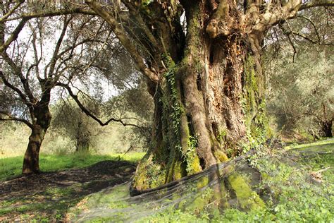 Ancient olive tree in Marakiana Photo from Glossa in Chania | Greece.com