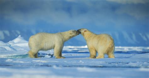 Persistent pollutants push polar bear penises to breaking point | Research | Chemistry World
