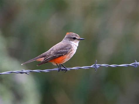 604-0968cg_Female_Vermilion_Flycatcher | BirdForum