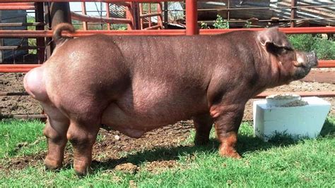 Duroc pig breed: description and characteristics, conditions of ...