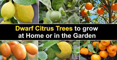 Dwarf Citrus: Caring for Dwarf Lemon, Orange, Lime, and More Trees