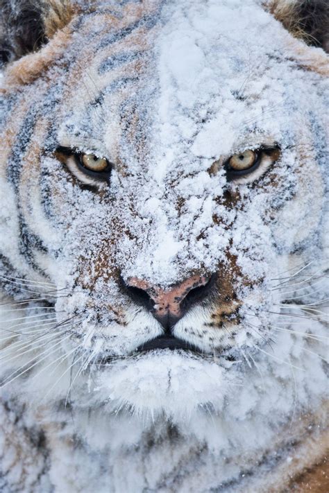 Siberian Tiger running free atop a snow covered mountain | Animals ...