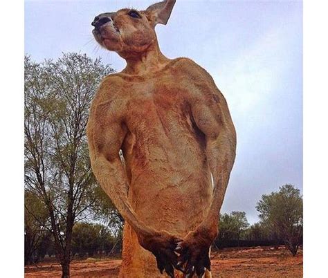 Meet Roger, A Buff Kangaroo That Can Crush Metal Buckets