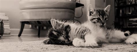 cuddling cats gifs | WiffleGif