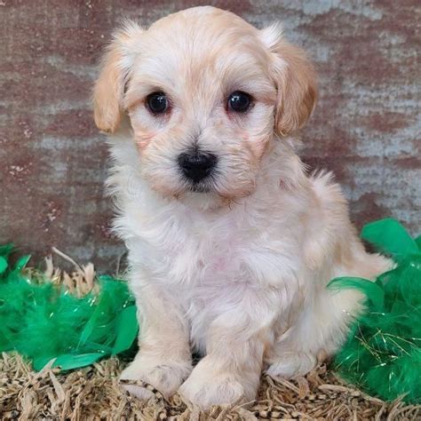 maltipoo for adoption / buy a maltese / buy a maltipoo puppy