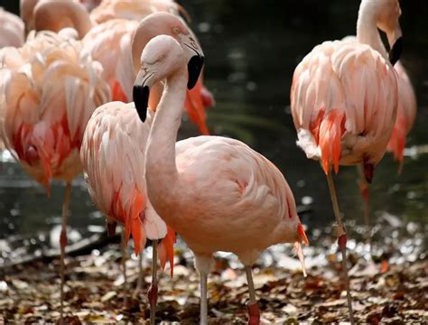 Chilean Flamingo | The Animal Facts | Appearance, Diet, Habitat, Behavior