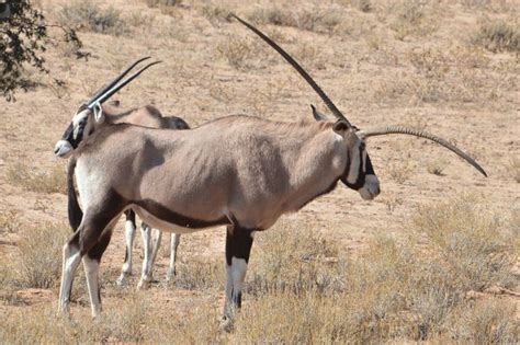 Pin by Daniel Grayson on Gemsbok | African wildlife, Animals, Wildlife art