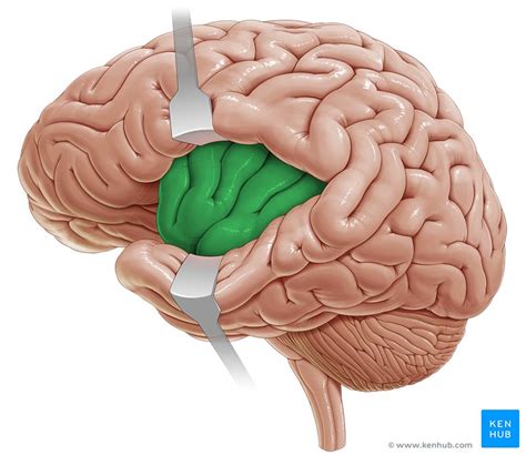 Cerebral hemispheres: Topography | Kenhub