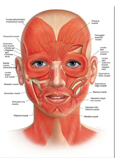 Face_anatomy_muscle_veins_detailed_educational_science_poster2 - Etsy ...