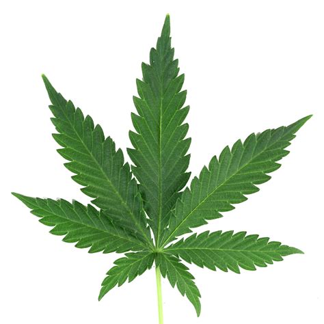 Marijuana Leaf Png Real