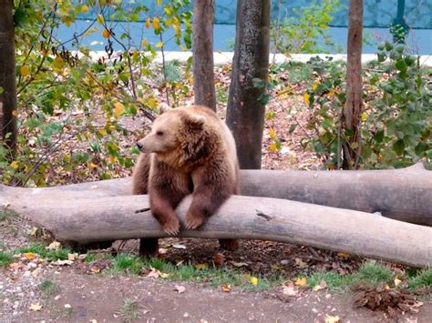 Honeymoon lessons at the Bern Bear Park | Bern, Switzerland travel, Bear