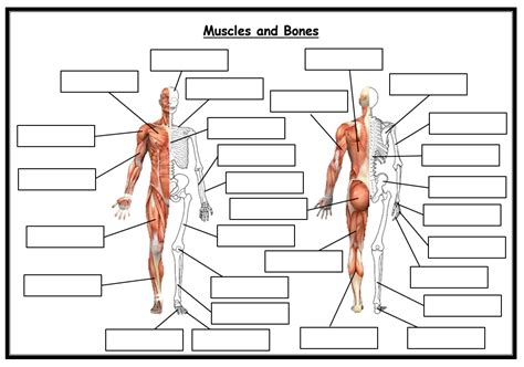 GCSE PE - Edexcel (9-1) - Combined Blank Skeleton and Muscles Worksheet ...