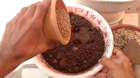 Boons Mix Bonsai Soil Recipes | Deporecipe.co