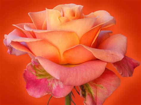 b-wallpaper of rose |Rose Wallpapers