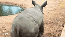 Run Away Orphaned By Poachers A Baby Rhino Makes A New Friend GIF - Run ...