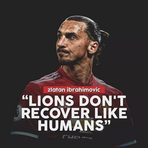 Kết quả hình ảnh cho zlatan ibrahimovic lion quotes | Zlatan quotes, Zlatan ibrahimović, Ibrahimović