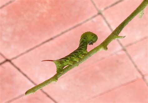 blue hornworm life cycle - Claudette Wendt