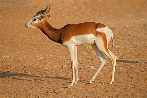 Africa Sahara Desert Animals