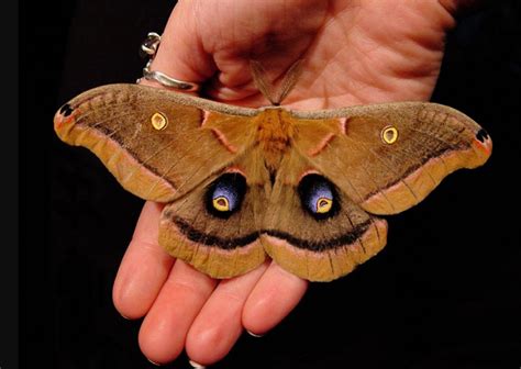 Brown Moth in the House Meaning: Decoding the Symbolism