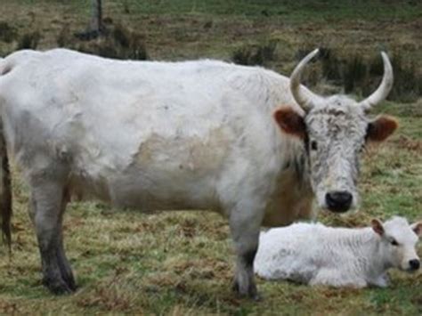 Chillingham wild cattle: Rare breed number surpass 100 - BBC News