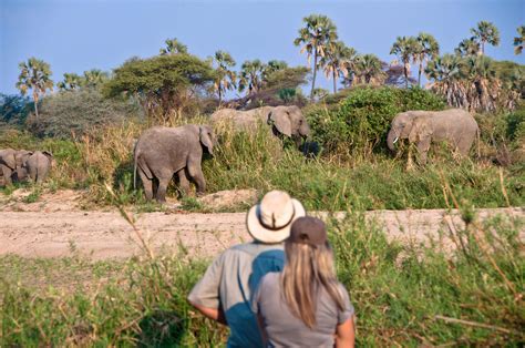 Kichaka | Ruaha National Park | Tanzania | Expert Africa