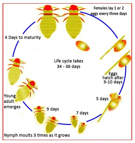 The cycle graph shows the various steps of nymph life.