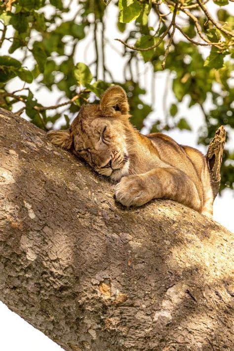 Juvenile Lion Sleeping in a Tree. the Ishasha Sector of Queen Elizabeth National Park is Famed ...