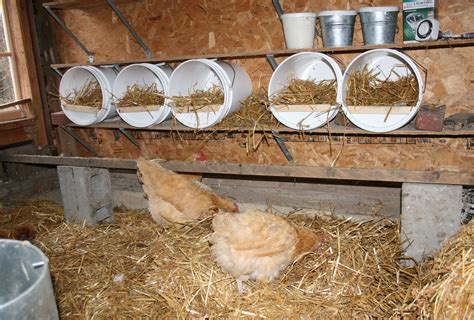 Egg Laying Boxes For Chickens