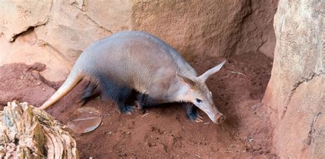 What Do Aardvarks Eat? All About The Aardvark's Diet