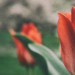 Tulips | Free Stock Photo | LibreShot