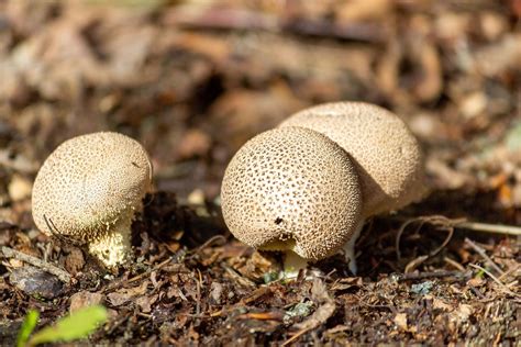 Are Puffball Mushrooms edible? A Guide to Identifying and Enjoying Them