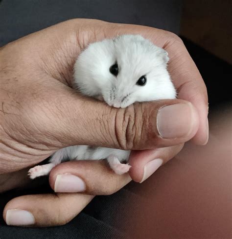 Say hello to Snowball : r/hamsters