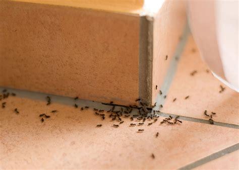 The Invasion of the Odorous House Ants - Eco Care Pest Management