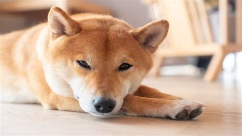 Shiba Inu Growth & Weight Chart: Everything You Need To Know | Pawlicy ...