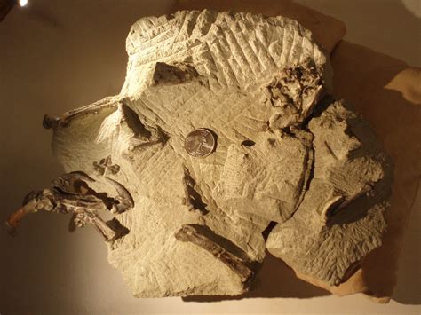 48-Million-Year-Old Fossil Owl Is Almost Perfectly Preserved | Owl ...