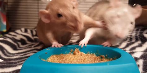 Rats Won't Stop Fighting For This Delicious Food - Videos - The Dodo