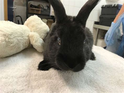 Blind Rabbit Abandoned With Stuffed Bunny - The Dodo