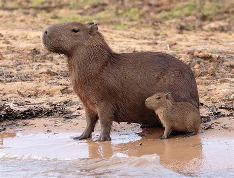 Baby Capybara Wallpapers - Top Free Baby Capybara Backgrounds - WallpaperAccess