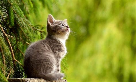 6 Safe Natural Sedatives For Your Cat | PetvBlog