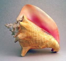 The Conch - Symbolism in Lord of the Flies