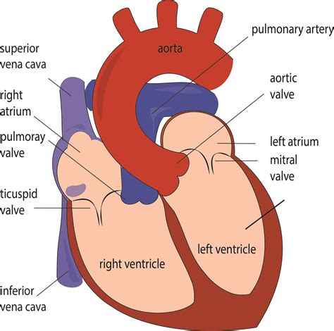 Human Heart Labeled Diagram Vector Drawing External V - vrogue.co