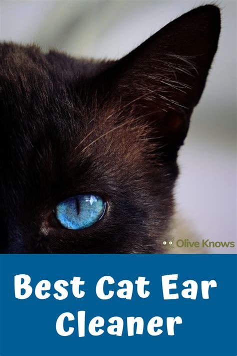 Best Cat Ear Cleaner [Updated for 2021] | OliveKnows | Cat care, Cool cats, Ear cleaning