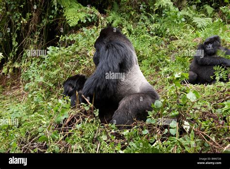 Mountain gorillas mating in undergrowth Gorilla gorilla beringei Male Parc National des Volcans ...