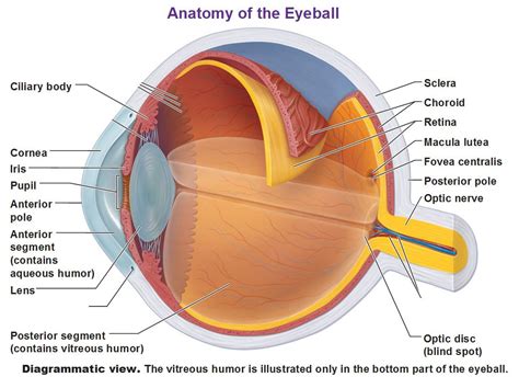 The Eye and Vision | Eye anatomy, Eye anatomy diagram, Eyeball anatomy