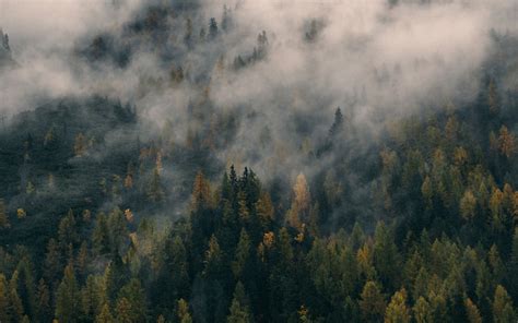 Foggy pine Mac Wallpaper Download | AllMacWallpaper