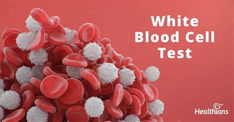 White Blood Cell Count (WBC) Test – Purpose, Results & Range