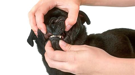 How to Brush A Pugs Teeth What You Need To Know