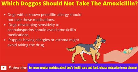 How much amoxicillin for dogs? Safe Amoxicillin Dosage