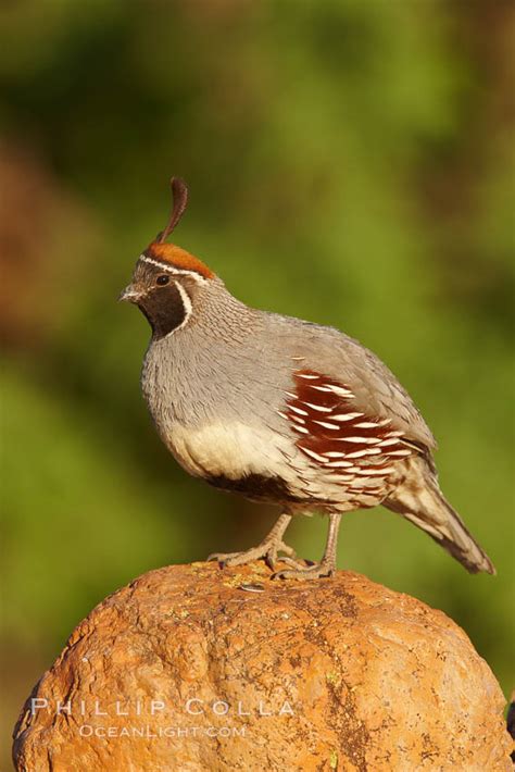 Gambel's quail, male, Callipepla gambelii photo, Amado, Arizona